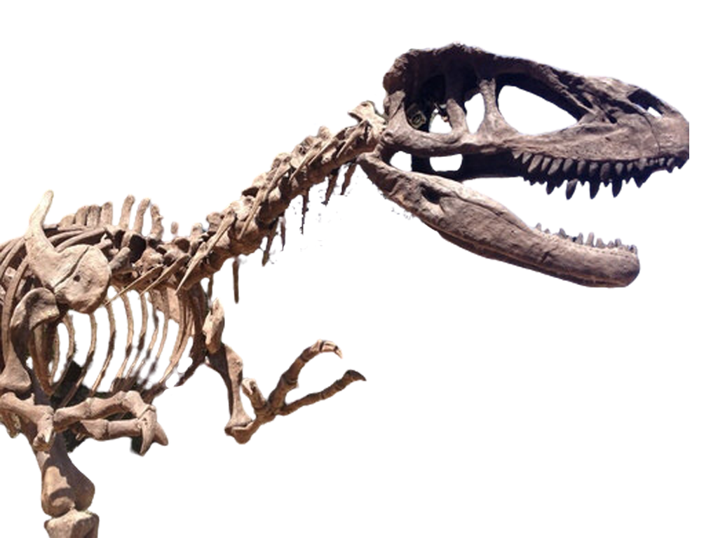 28 FT Tyrannosaurus Skeleton Rental