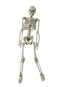 3 ft Articulated Skeleton