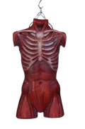 Muscle Torso Skin