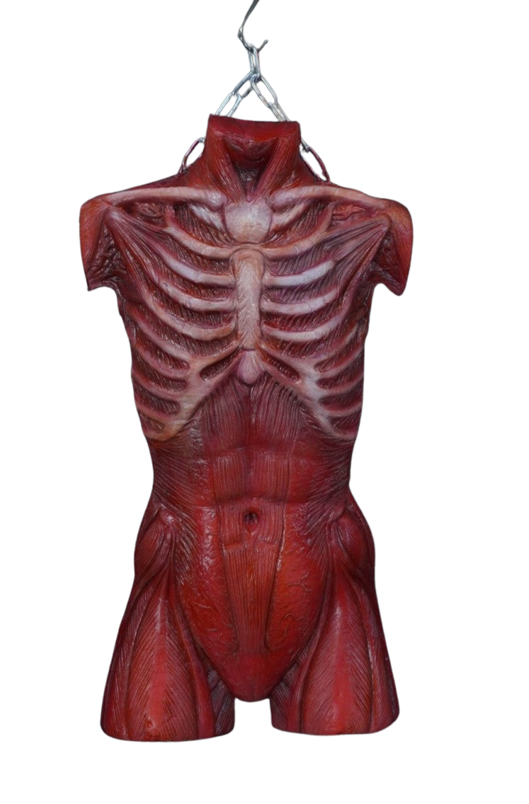 Muscle Torso Skin