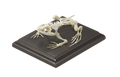 Mounted Frog Skeleton - Real Bone