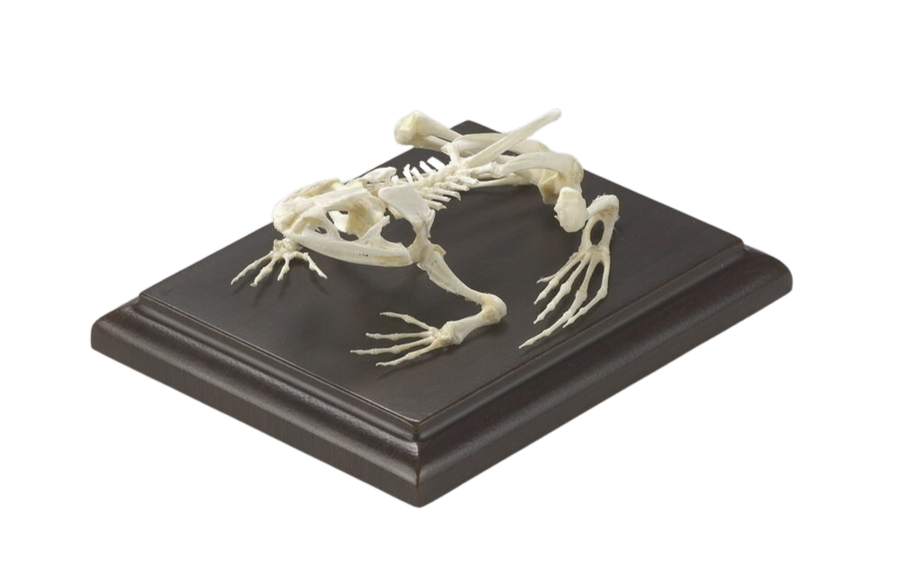 Mounted Frog Skeleton - Real Bone