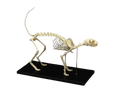 Replica Cat Skeleton