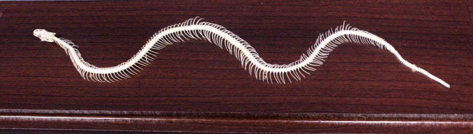 Snake Skeleton, Non-Venomous Snake - Real Bone