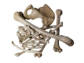 1 Dozen Assorted Bones