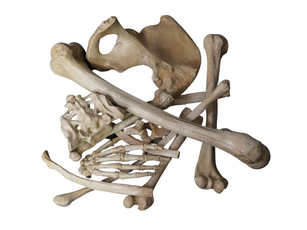 1 Dozen Assorted Bones